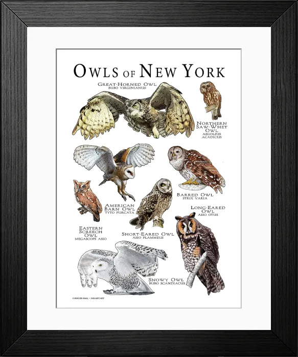 Framed Print : Owls of New York