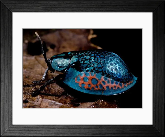 Framed Print : Tortoise beetle Framed Print : Tortoise beetle
