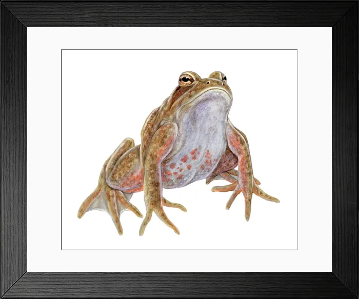 Framed Print : California Red-legged Frog Framed Print : California Red-legged Frog