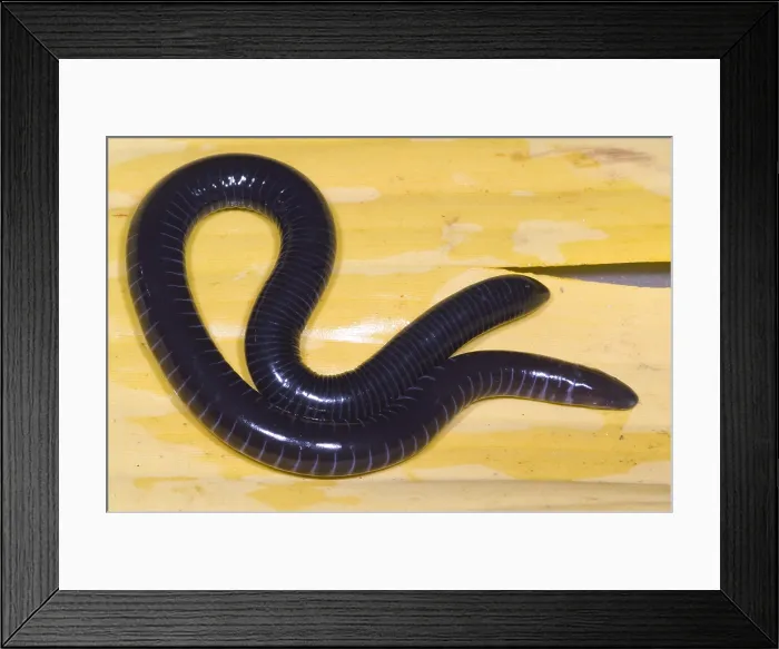 Framed Print : West African Caecilian Framed Print : West African Caecilian