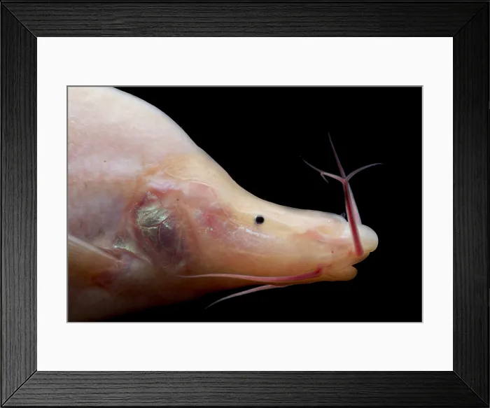 Framed Print : Small Eye Golden Line Barbel Framed Print : Small Eye Golden Line Barbel