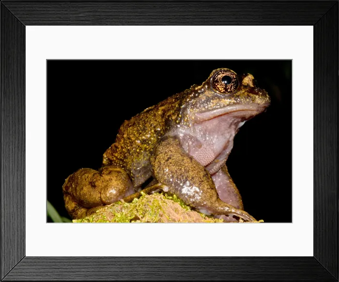 Framed Print : Nora's Spiny Chest Frog Framed Print : Nora's Spiny Chest Frog