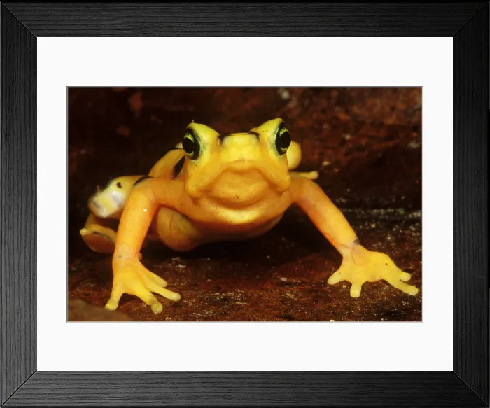 Framed Print : Golden Harlequin Frog