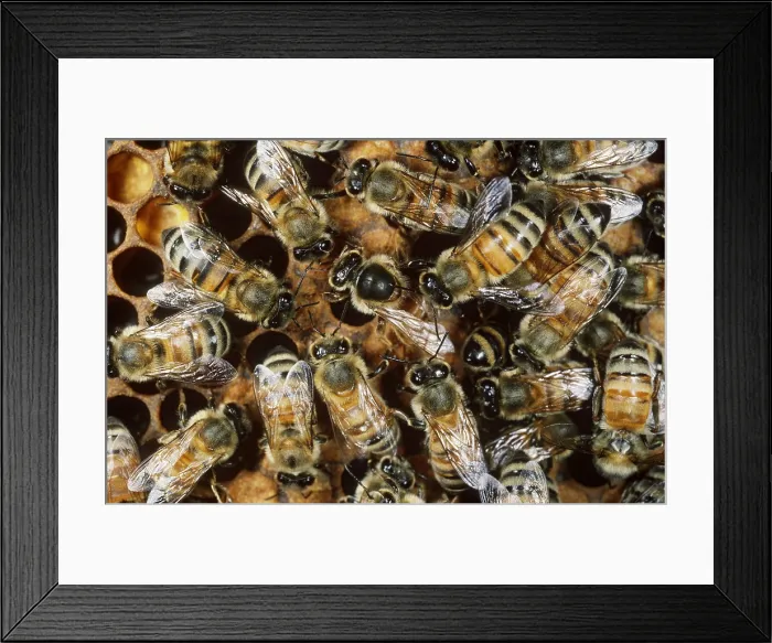 Framed Print : Honeybees with Queen Framed Print : Honeybees with Queen