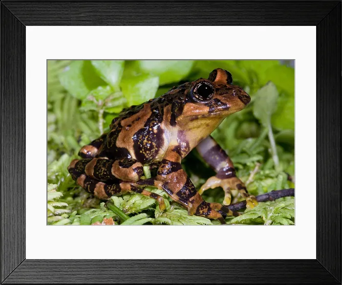 Framed Print : Marbled Wood Frog Framed Print : Marbled Wood Frog