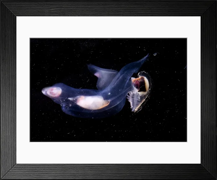 Framed Print : Carinaria Lamarcki