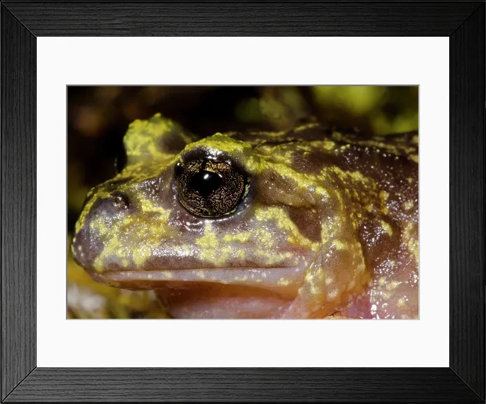 Framed Print : S. Chilean Temperate Rainforest Framed Print : S. Chilean Temperate Rainforest