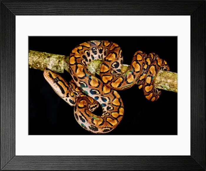 Framed Print : Rainbow Boa Framed Print : Rainbow Boa