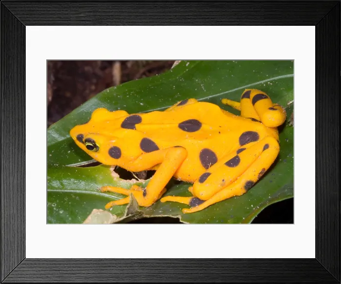 Framed Print : Harlequin Toad Framed Print : Harlequin Toad