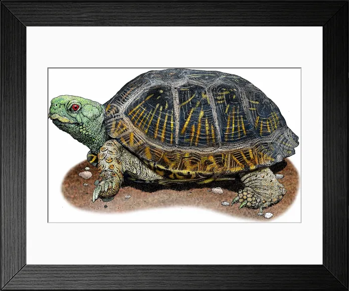 Framed Print : Desert box turtle Framed Print : Desert box turtle