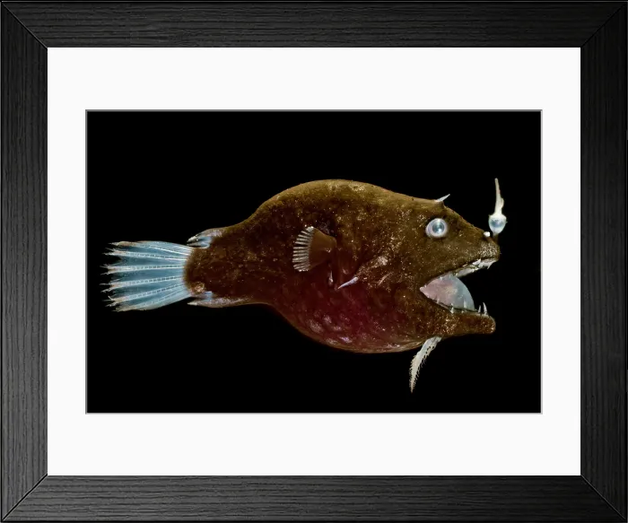 Framed Print : Female anglerfish (Linophryne sp.) Framed Print : Female anglerfish (Linophryne sp.)