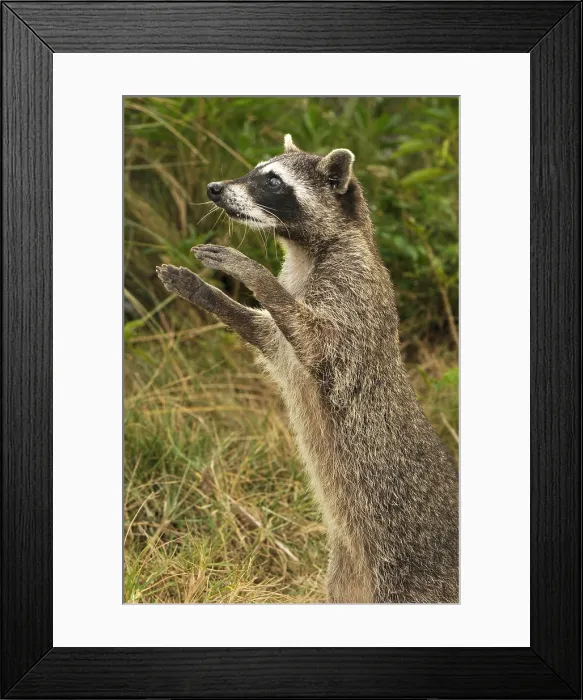 Framed Print : Cozumel raccoon (Procyon pygmaeus) Framed Print : Cozumel raccoon (Procyon pygmaeus)
