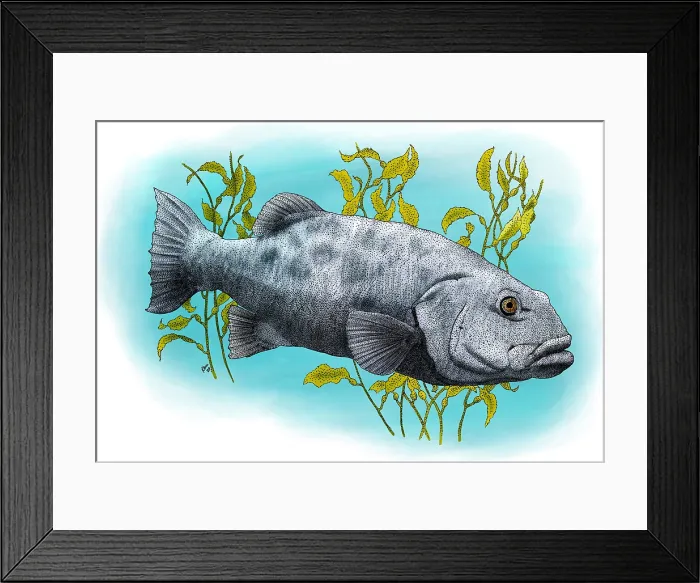 Framed Print : Giant Sea Bass