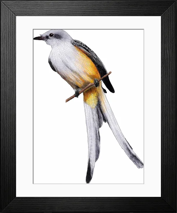 Framed Print : Scissor-tailed Flycatcher Framed Print : Scissor-tailed Flycatcher