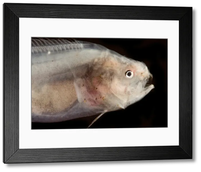 Framed Print : Abyssal Assfish (Bassozetus cf compressus) Framed Print : Abyssal Assfish (Bassozetus cf compressus)