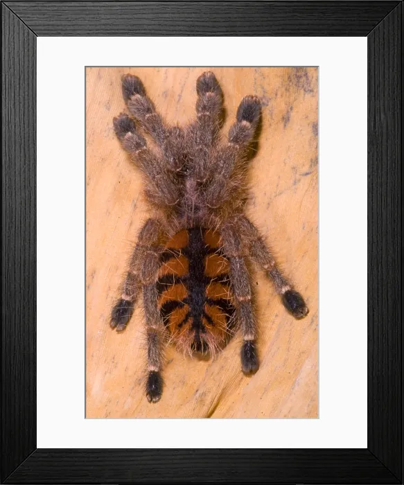Framed Print : Red Stripe Pink Toe Tarantula
