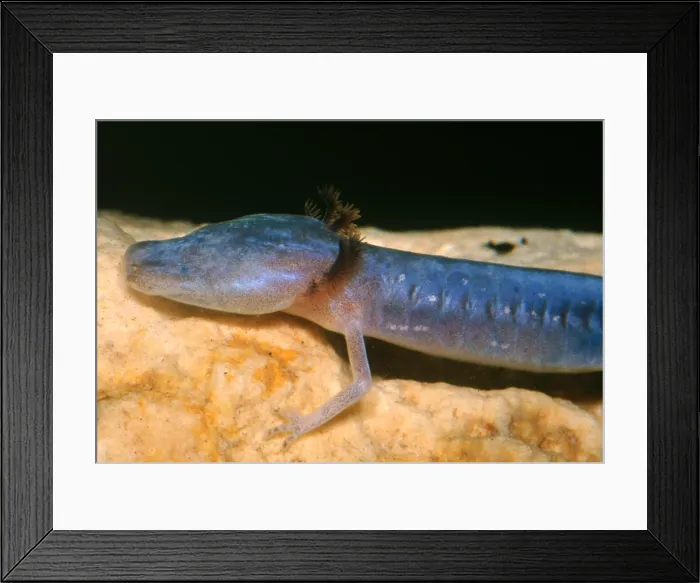 Framed Print : Austin Blind Salamander Framed Print : Austin Blind Salamander