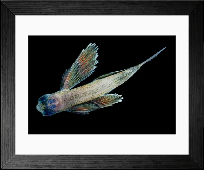 Framed Print : Flying Fish Framed Print : Flying Fish