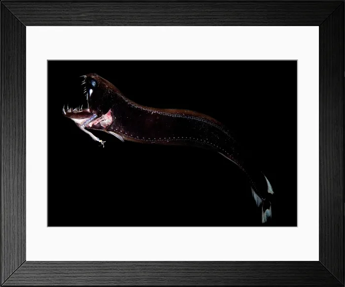 Framed Print : Deep-Sea Dragonfish Framed Print : Deep-Sea Dragonfish