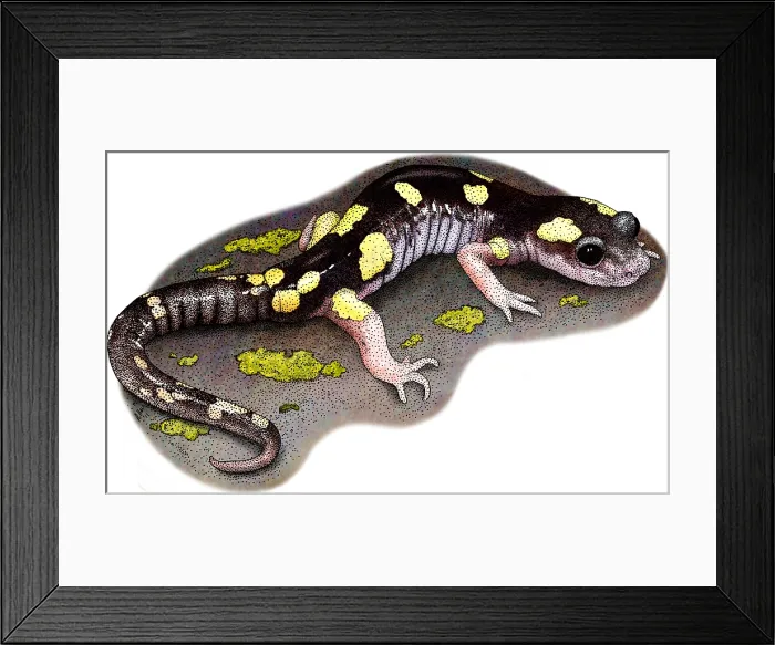 Framed Print : Yellow-blotched Ensatina Framed Print : Yellow-blotched Ensatina
