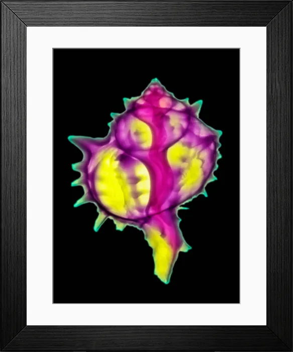 Framed Print : Mollusk Sea Shells, X-ray