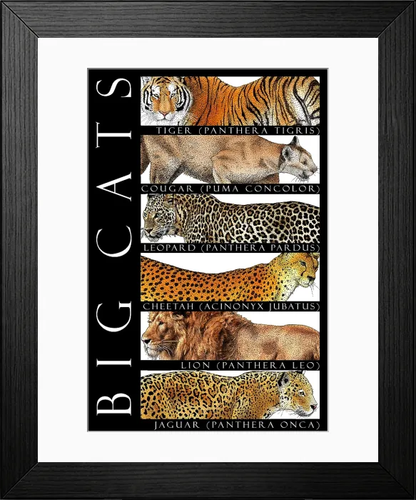 Framed Print : Big Cats, Poster Framed Print : Big Cats, Poster
