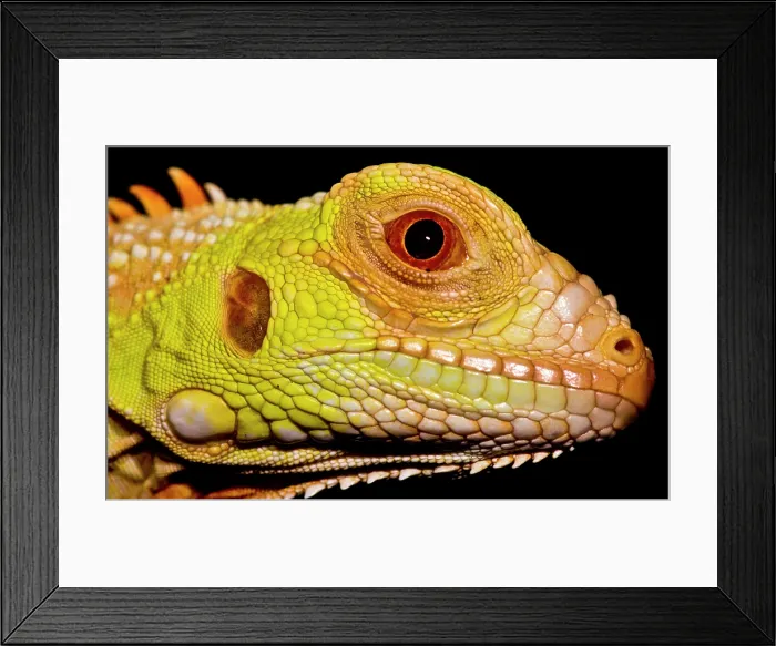 Framed Print : Crimson Phase Green Iguana Framed Print : Crimson Phase Green Iguana