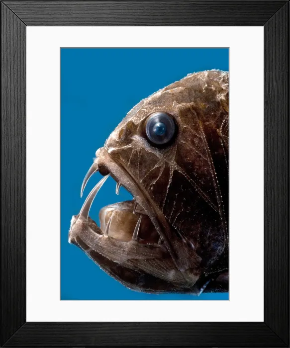 Framed Print : Fangtooth. The Fangtooth, Anoplogaster cornuta Framed Print : Fangtooth. The Fangtooth, Anoplogaster cornuta