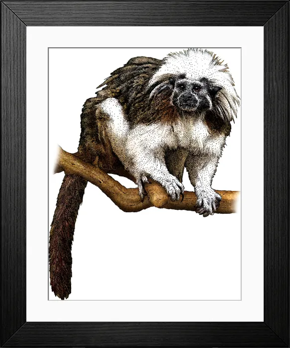 Framed Print : Cotton Top Tamarin Framed Print : Cotton Top Tamarin