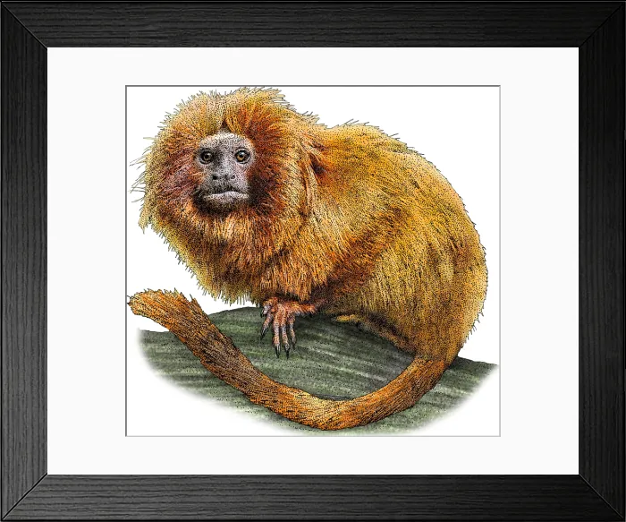 Framed Print : Golden Lion Tamarin