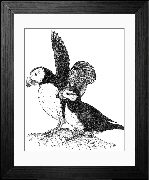 Framed Print : Horned Puffins