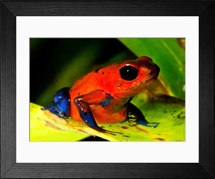 Framed Print : Strawberry Poison Dart Frog Framed Print : Strawberry Poison Dart Frog