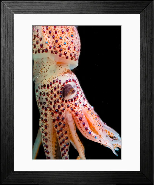 Framed Print : Cock-eyed Squid (Histoteuthis corona) Framed Print : Cock-eyed Squid (Histoteuthis corona)