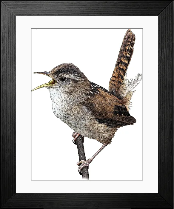 Framed Print : Marsh Wren, Illustration Framed Print : Marsh Wren, Illustration