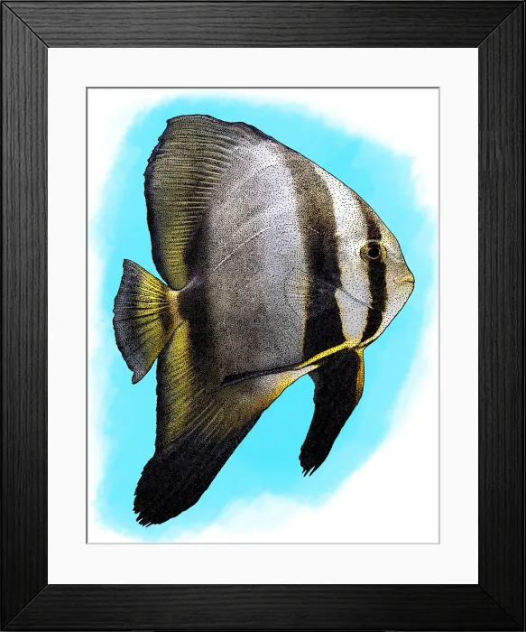 Framed Print : Orbicular Batfish, Illustration Framed Print : Orbicular Batfish, Illustration