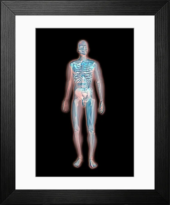 Framed Print : Skeleton. 3D illustration of the human skeleton Framed Print : Skeleton. 3D illustration of the human skeleton