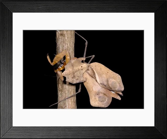Framed Print : Dead-Leaf Mantid Framed Print : Dead-Leaf Mantid