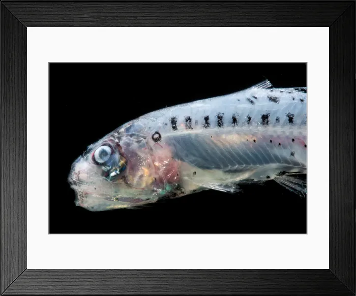 Framed Print : Atlantic Sabertooth (Coccorella atlantica) Framed Print : Atlantic Sabertooth (Coccorella atlantica)