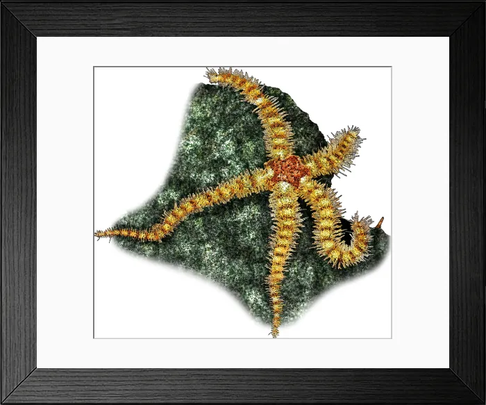 Framed Print : Spiny Brittle Star