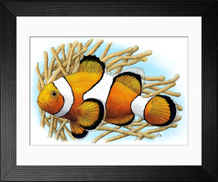 Framed Print : Common Clownfish Framed Print : Common Clownfish