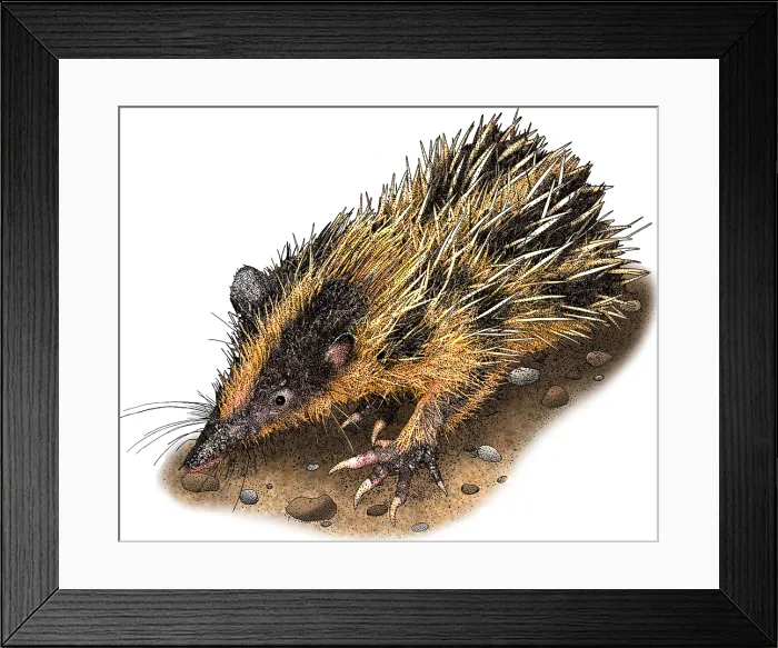 Framed Print : Lowland streaked tenrec