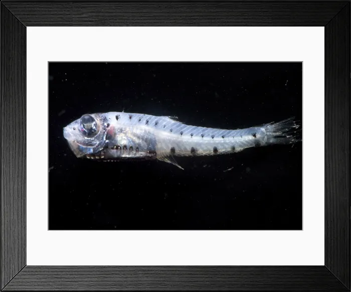 Framed Print : Constellationfish Framed Print : Constellationfish