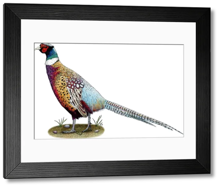 Framed Print : Ring-Necked Pheasant Framed Print : Ring-Necked Pheasant