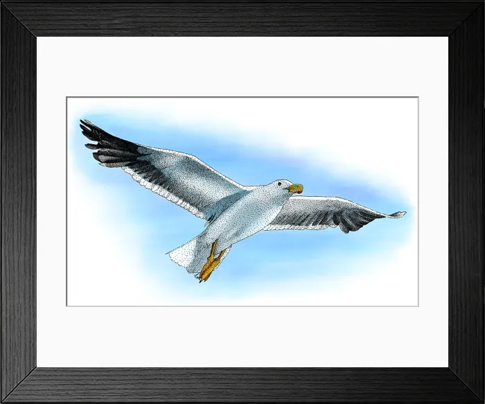 Framed Print : California Gull Framed Print : California Gull