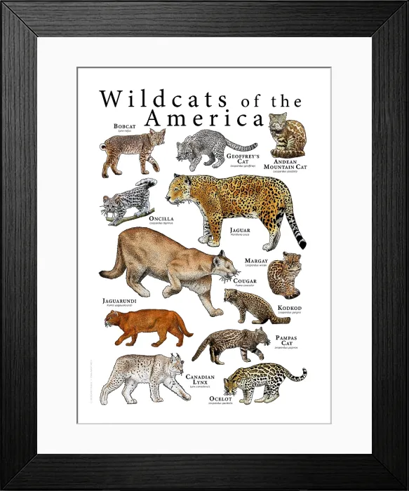 Framed Print : Wild Cats of the Americas Framed Print : Wild Cats of the Americas