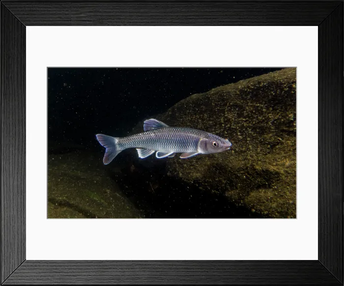 Framed Print : Male Whitetail Shiner (Cyprinella galactura) Framed Print : Male Whitetail Shiner (Cyprinella galactura)