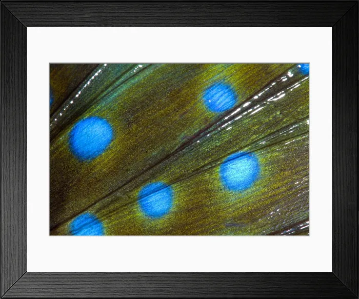 Framed Print : Japanese Sea Robin