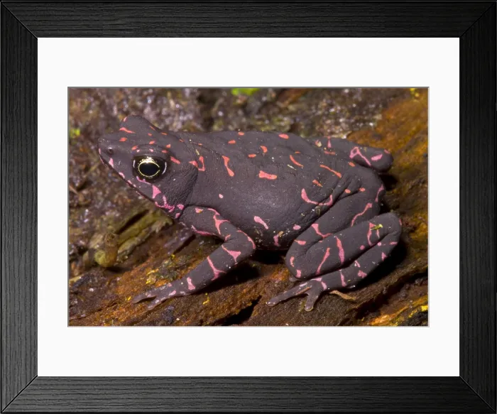 Framed Print : Harlequin Frog Framed Print : Harlequin Frog