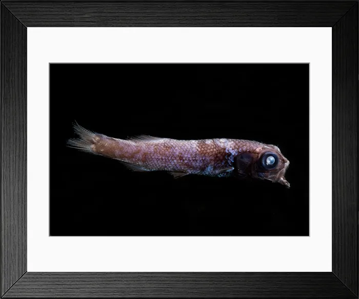 Framed Print : Palebelly Searsid (Barbantus curvifrons) Framed Print : Palebelly Searsid (Barbantus curvifrons)