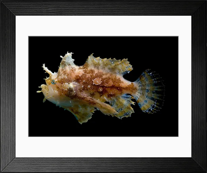 Framed Print : Sargassumfish Framed Print : Sargassumfish